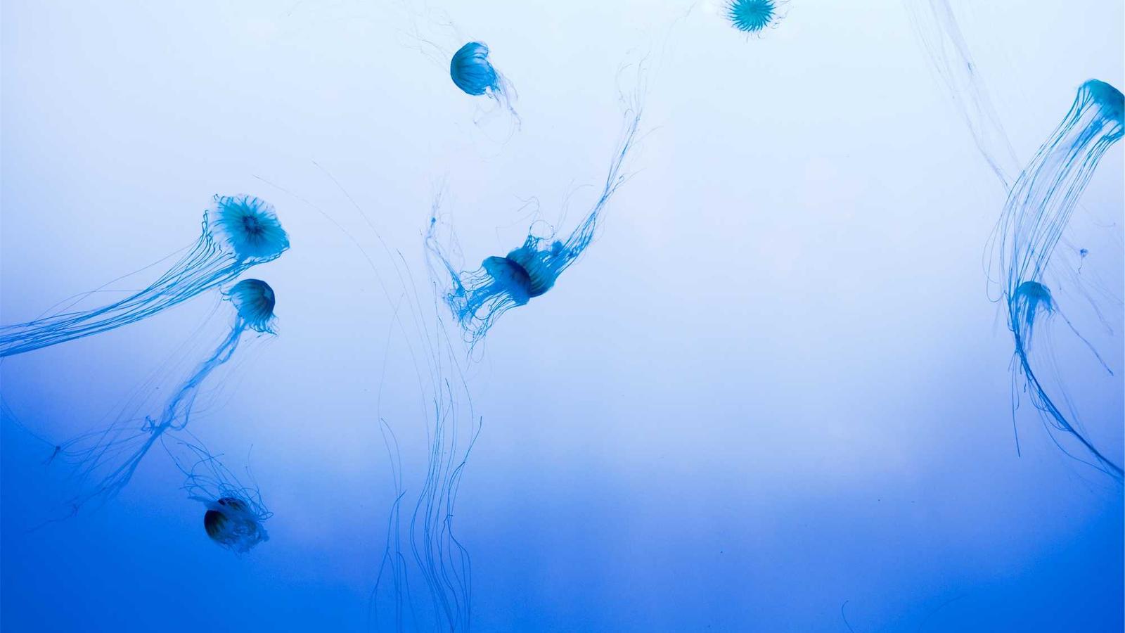 water with jellyfish